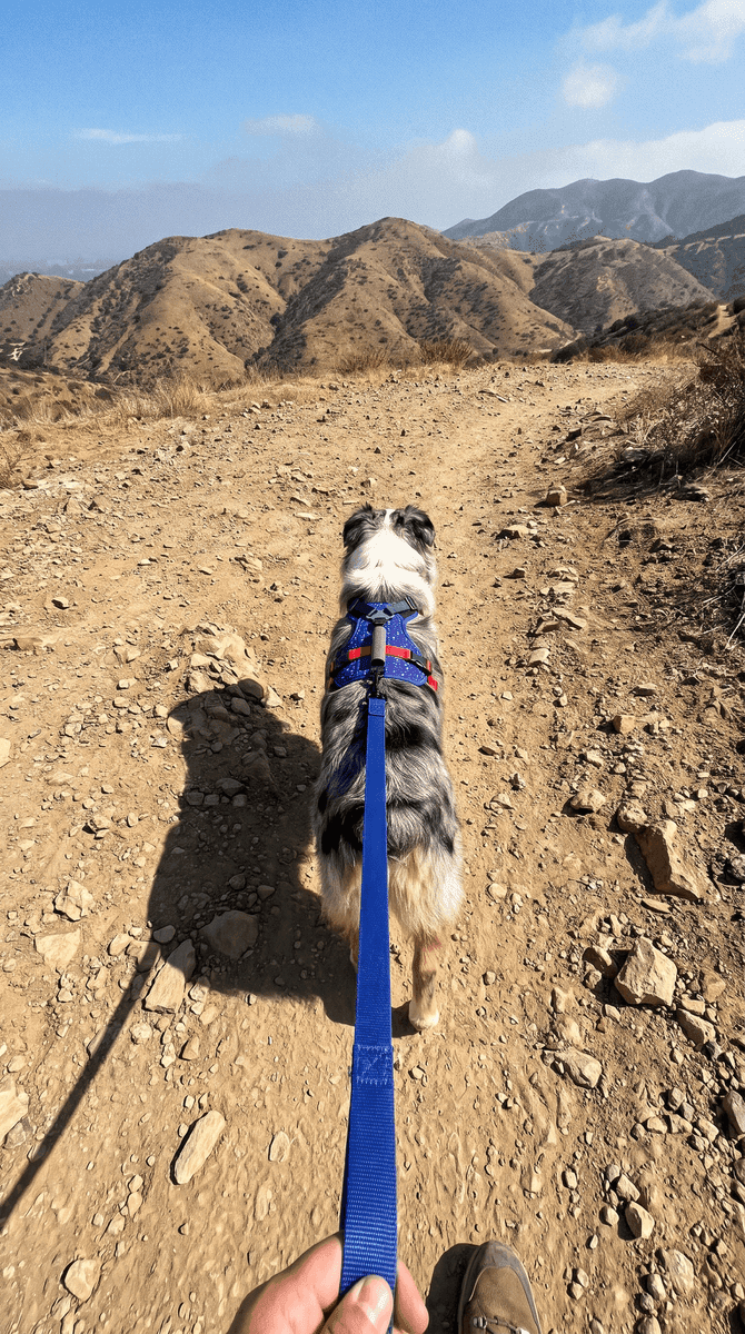 Priya & Bear on a walk in the LEOLAB harness