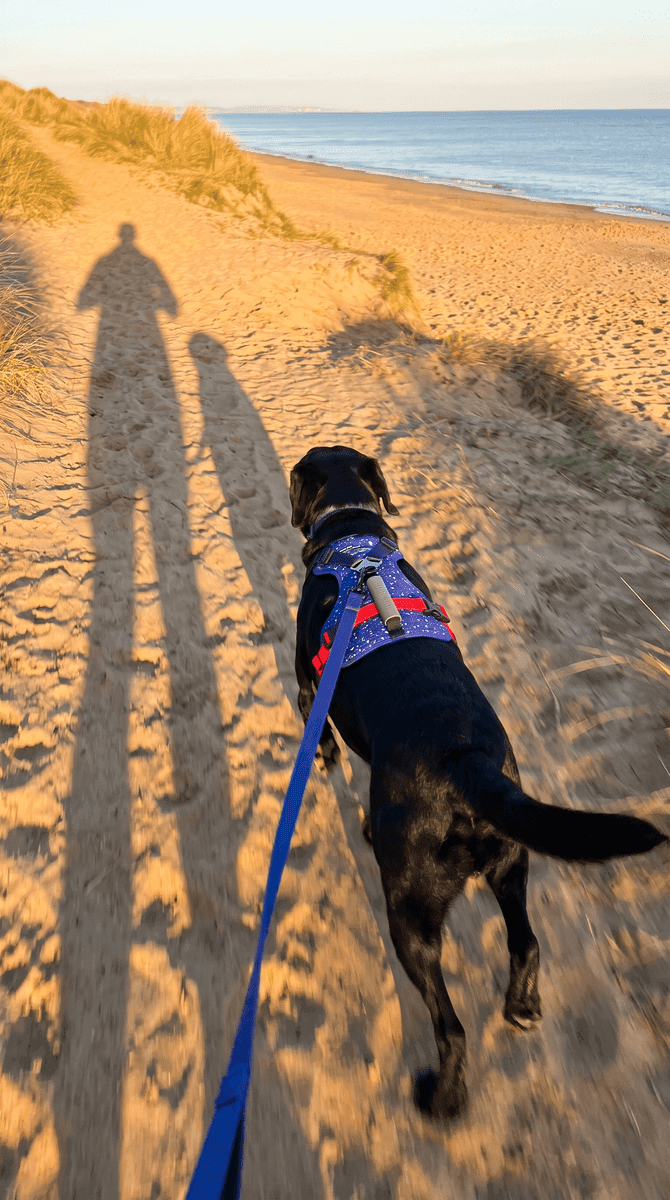 Sam & Ziggy on a walk in the LEOLAB harness