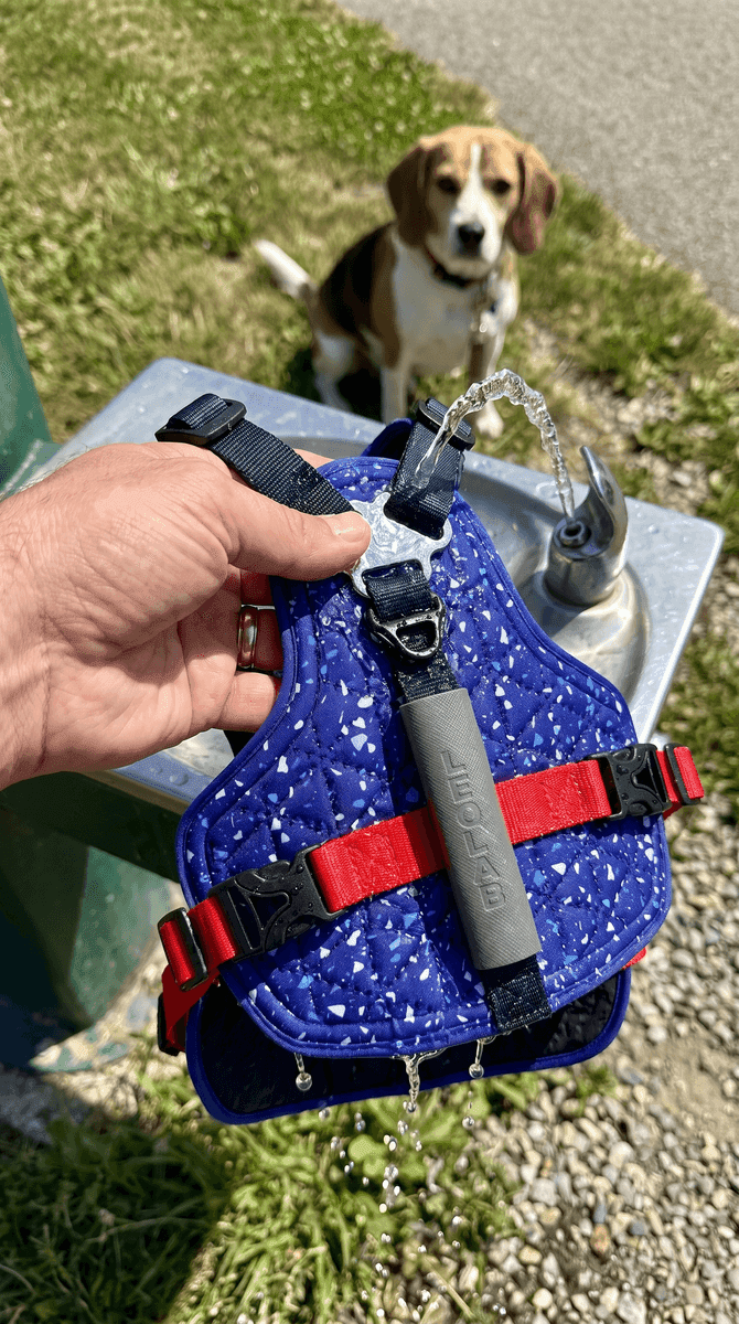 Tom & Rosie on a walk in the LEOLAB harness
